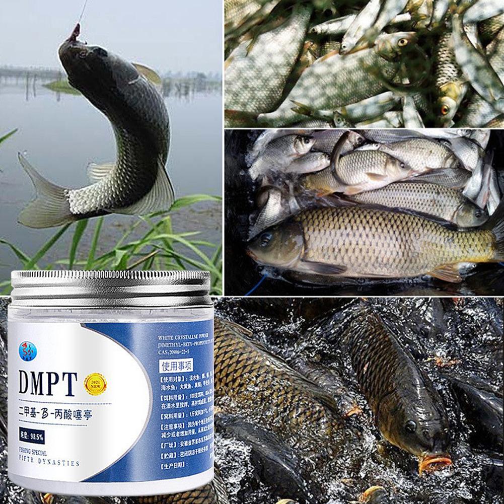 50g Real DMPT High Purity Fish - Fishing Equipment Market ulasan dan harga
